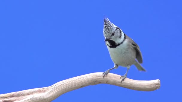 Vogel hockt im Ast auf blauem Bildschirm — Stockvideo