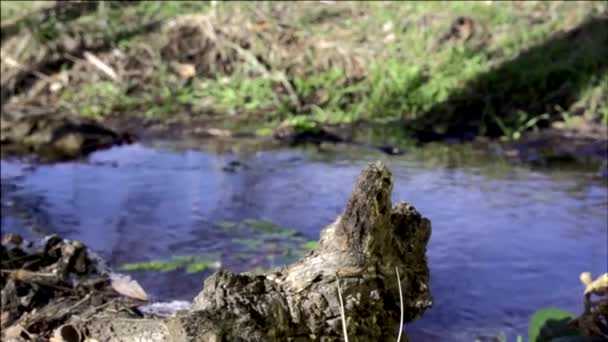 Vogel hockte auf einem Ast im Flussbett — Stockvideo