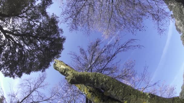 Pájaro cae a posarse en una rama — Vídeo de stock