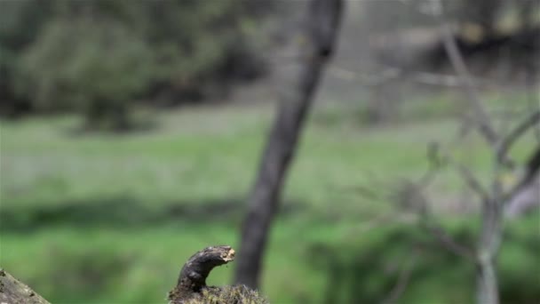 Πουλί σκαρφαλωμένο σε ένα κορμό σε αργή κίνηση — Αρχείο Βίντεο