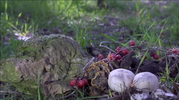 Oiseau et champignons — Video