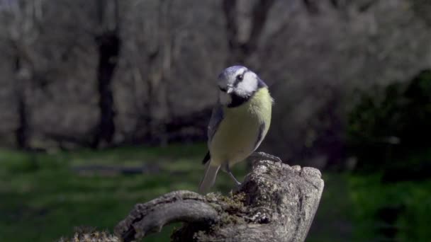 Bluebird in slow motion — Stock Video