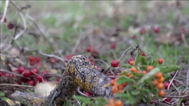 Fågel i vilda djur — Stockvideo