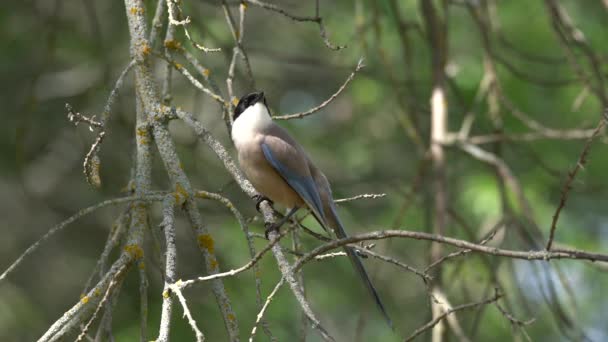 Modrý pták ve volné přírodě — Stock video