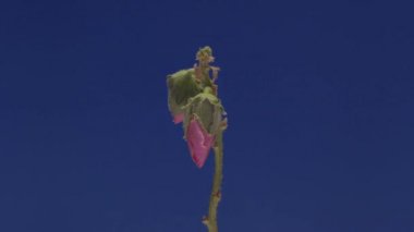 Pembe çiçek zaman atlamalı