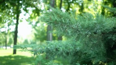 Bush yeşil dallar yaprak Dof bitkiler