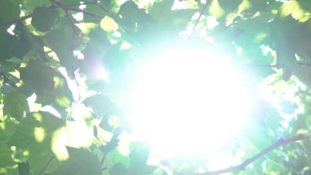 Δέντρο φωτοβολίδα ήλιο να λάμπει — Αρχείο Βίντεο