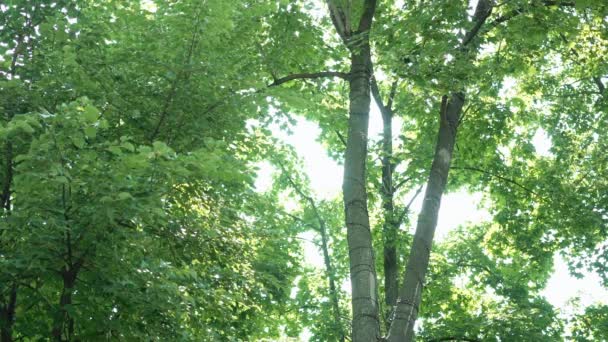 Солнце и небо проникают сквозь ветви деревьев — стоковое видео