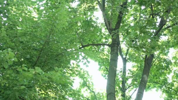 Soleil et ciel montrent à travers les branches des arbres 