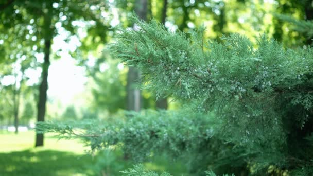 Bush groene planten takken bladeren Dof — Stockvideo