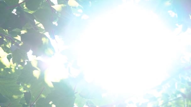 Замедленное движение дерево Flare солнце светит — стоковое видео