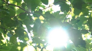 Slowmotion ağaç Flare güneş