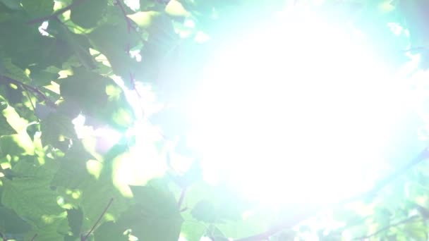 Сонце світить slowmotion дерево відблиску — стокове відео