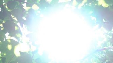 Gerçek zamanlı ağaç Flare güneş
