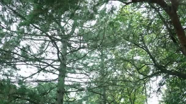 Деревья и оставляет камеру вращения — стоковое видео