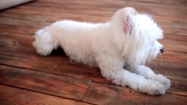 Beautiful white maltese. Small white bichon dog on a floor 
