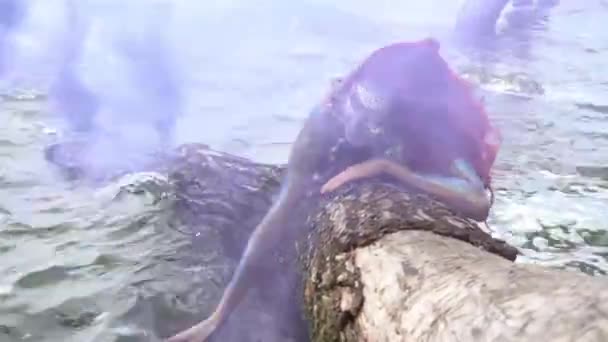 Deniz Kızı Suyun Etrafındaki Ağaçta Yatıyor — Stok video