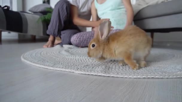 Slow Motion Jeune Couple Charmant Amuser Avec Lapin — Video