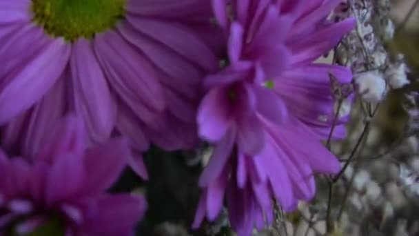 Sen Fioletowe Kwiaty Zbliżenie Blisko Kwitnących Kwiatów — Wideo stockowe