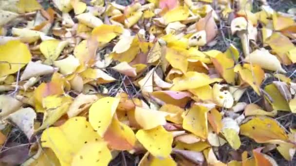 美丽的秋天公园里有黄色 橙色和红色的秋天叶子 — 图库视频影像