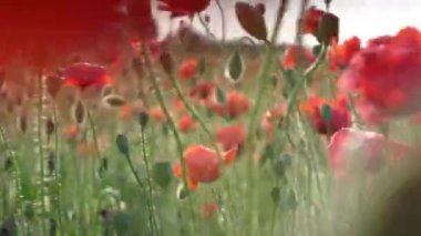 4K Poppy kırmızı sanat tarlası. Çiçek yüzüyor. Güneş doğanın renkleriyle dolu. 
