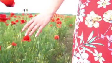Tanınmayan bir kadın tarlada haşhaş çiçeklerine dokunuyor.