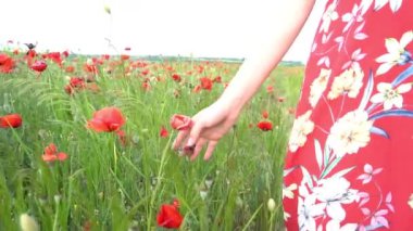 Haşhaş tarlasında çiçeklere dokunan Yavaş Hareketli Kadın eli