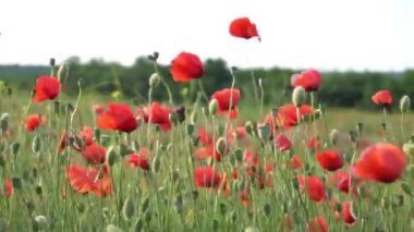 Haşhaş kırmızısı sanat tarlası flora çiçeği doğa güneşi renkli 