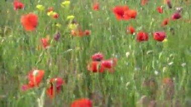 Papaver rhoeas, buğday tarlasında yetişen yabani gelincik 