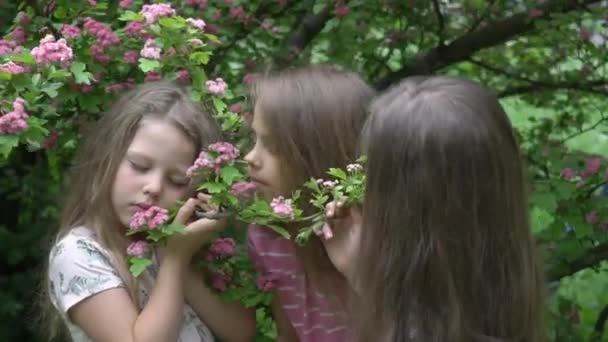 Barn Vårblomma Lyckliga Systrar Körsbärsblomma Sakura Blommar — Stockvideo