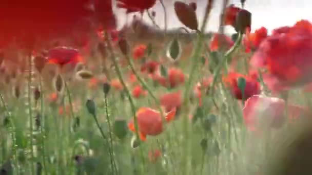 Poppy Red Art Field Floar Flower Nature Sun Colorfull — ストック動画