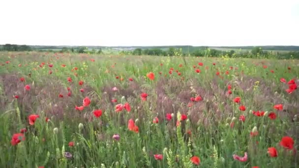 Papaver Rhoeas Vild Vallmo Som Växer Vetefältet — Stockvideo