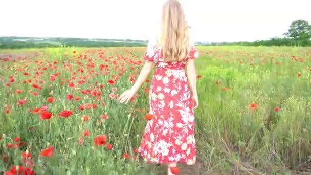 Çiçekli Gelinciklerle Dolu Bir Tarlada Yürüyen Elbise Şapka Giymiş Güzel — Stok video