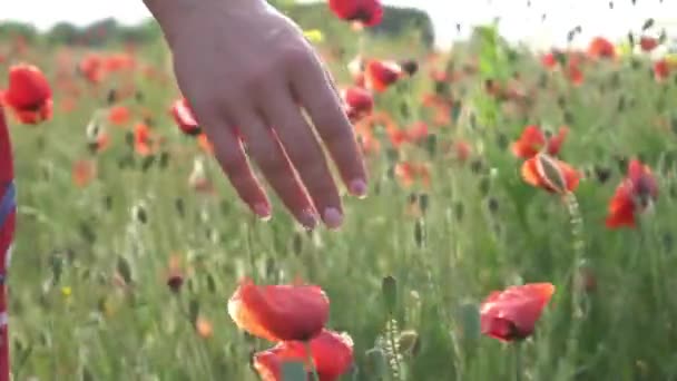 Vrouwelijke Hand Aanraken Van Bloemen Descriptie — Stockvideo