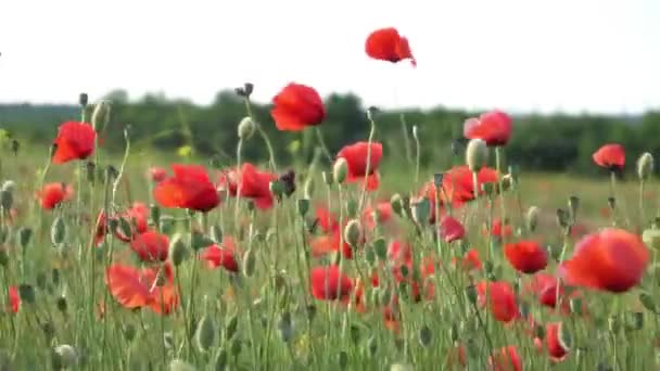 Поппи Красного Искусства Поля Флоры Цветок Природы Солнце Красочный — стоковое видео