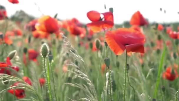 スローモーション緑のフィールド上の夏ケシの花 — ストック動画