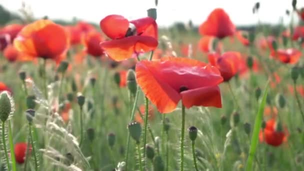 Slow Motion Close Poppies Swaying Wind Poppy Field Warm Sunny — Stock Video