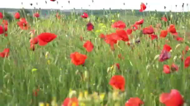 Auf Dem Feld Blühen Rote Mohnblumen Sommerlandschaft — Stockvideo