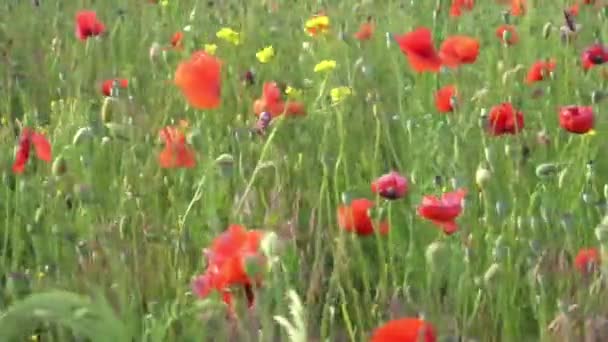 Slow Motion Sommar Vallmo Blommor Grönt Fält — Stockvideo