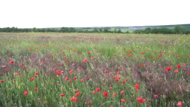 Slow Motion Fleurs Pavot Été Sur Champ Vert — Video