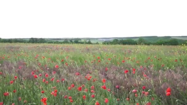 Mohn Auf Der Grünen Wiese — Stockvideo