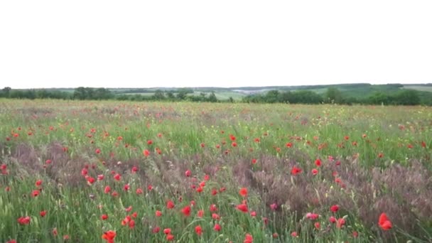 Αργή Κίνηση Καλοκαιρινά Λουλούδια Παπαρούνας Στο Πράσινο Πεδίο — Αρχείο Βίντεο