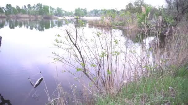 Lake Forest Picturesque Forest River — Stockvideo