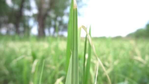 Abstract Spring Background Summer Background Fresh Grass — Stock Video