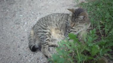 4K Cat in the garden. Cat in the garden on the grass.