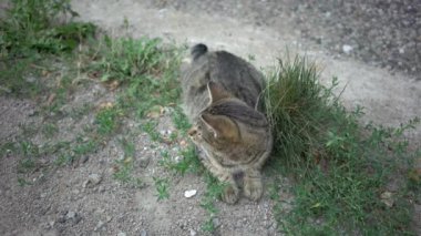 4K Vahşi gri çizgili bir kedi yerde yatıyor 
