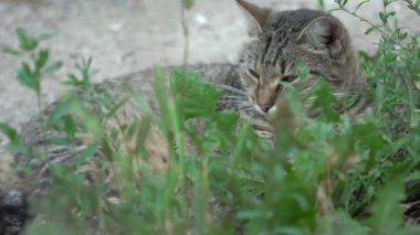 Slow Motion A tabby cat sits in the garden and looks up.
