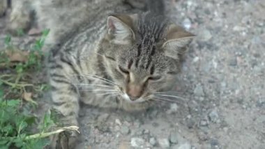 Kahverengi tekir kedi bahçede yatıyor