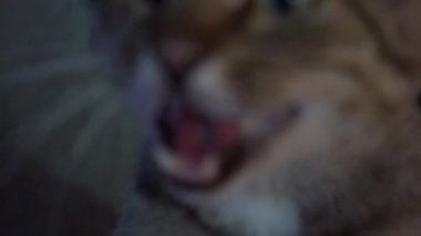 Yavaş hareket eden kedi arka ayakları üzerinde duruyor, ve yemek istiyor.
