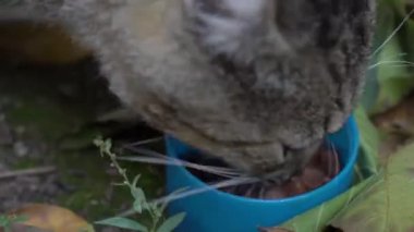 Cat eating food outside outdoor. 